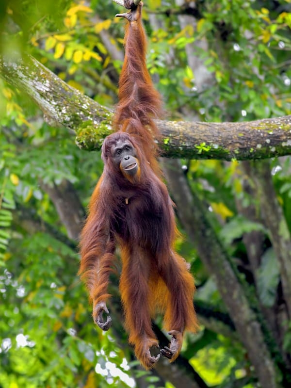 Wild Sumatra